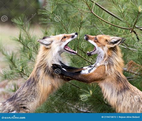 Red Fox Photo Stock Fox Image Foxes Trotting Playing Fighting