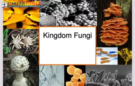Kingdom Fungi Characteristics Example And Diagram