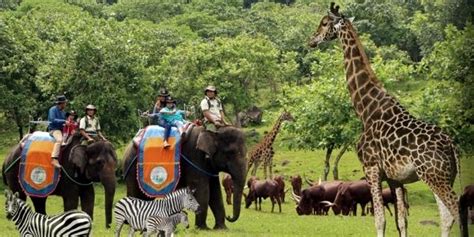 60.000 (enam puluh ribu rupiah). Harga Tiket Masuk Taman Safari Prigen Pasuruan Jawa Timur ...