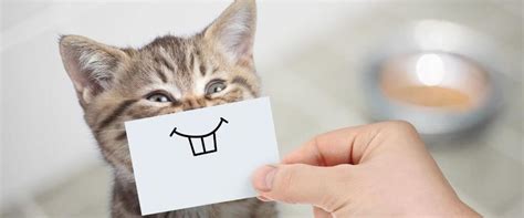 I'm gonna try to answer both of those questions, but to be quite honest, this musical is a metaphorical litter box, so you're probably not going to feel any better. 20 Cat Facts That'll Blow Your Kitty-Crazed Mind