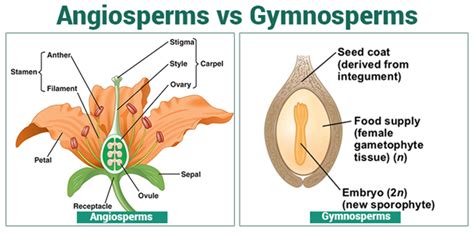 Angiosperms And Gymnosperms Gymnosperm Plant Life Cycle Plant Science