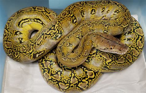 Reticulated Python Sub Species Capital Geckos