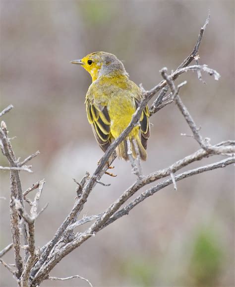 Yellow Warbler, North Seymour Island, Galapagos | The ...