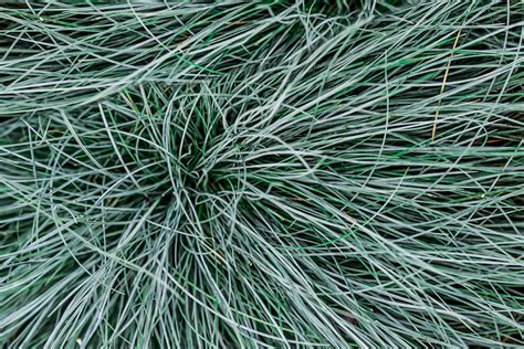 How To Grow And Care For Blue Fescue Grass