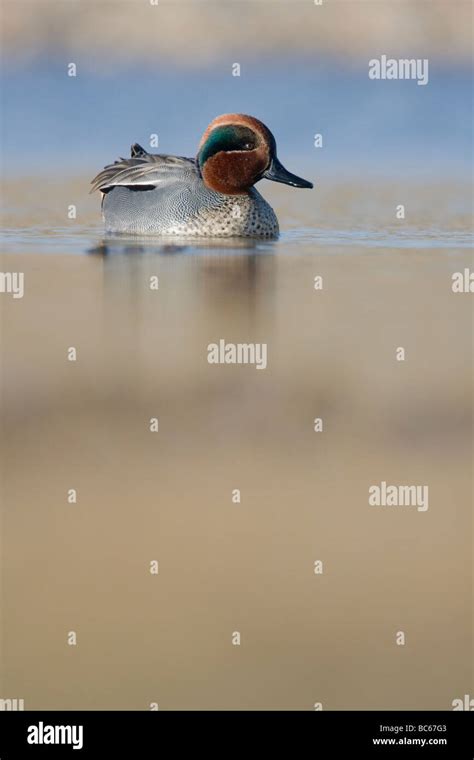 Common Teal Anas Crecca Stock Photo Alamy