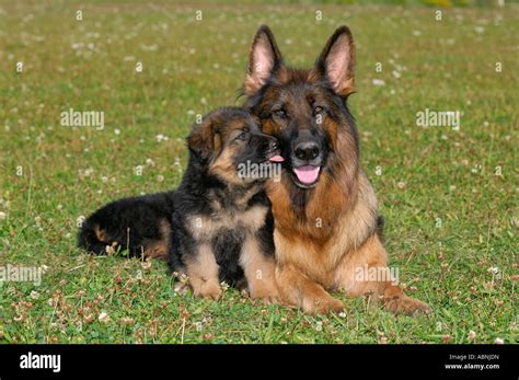 Dog Mother Two Puppies Hi Res Stock Photography And Images Alamy