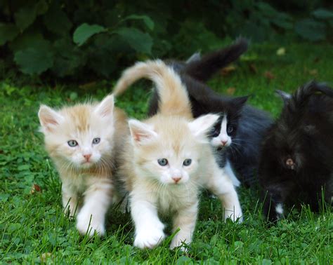 Fileredsilver Maine Coon Kittens Wikimedia Commons
