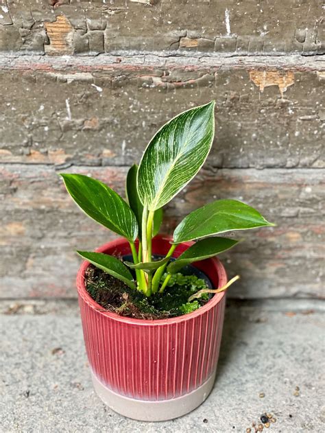 Philodendron jungle boogie plants are an interesting plant for interior decorating. Philodendron Birkin - Jungle Boogie