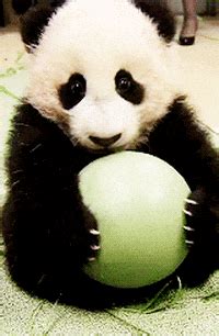 Log in to save gifs you like, get a customized gif feed, or follow interesting gif creators. Panda GIF - Find & Share on GIPHY