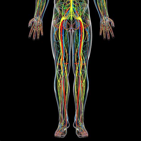 Lower Body Anatomy Photograph By Pixologicstudioscience Photo Library