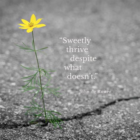 Sweetly Thrive Despite What Doesntjohn De Ruiter Inspirational