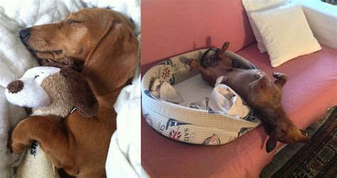 The Position Your Dachshund Sleeps Tells You A Lot About Them Here Are