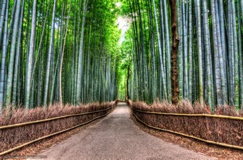 Download Wallpaper Bamboo Road Bamboo Forest Road Foresta Di Bambù Sfondo x