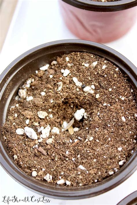 Buy flowering tree seeds and get the best deals at the lowest prices on ebay! Dollar Tree Greenhouse Seedling Starters - Life Should ...