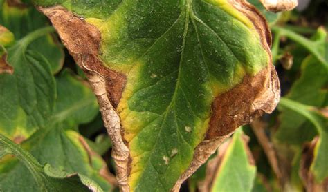 Common Tomato Diseases And Pests How Do You Prevent Them