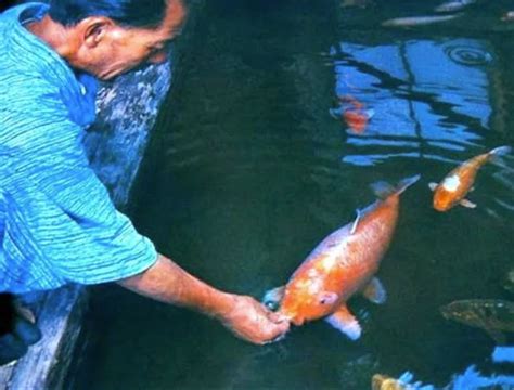 This Amazing Koi Fish was 226 Years Old » TwistedSifter
