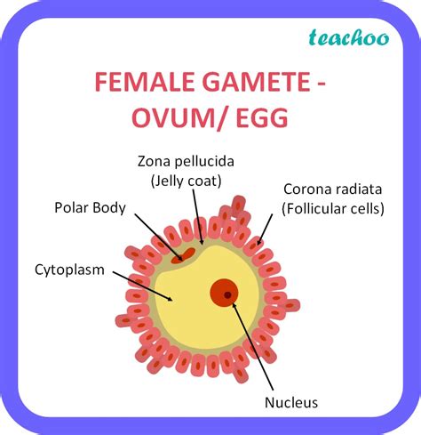 Class 10 Difference Between Male And Female Gamete Of Humans