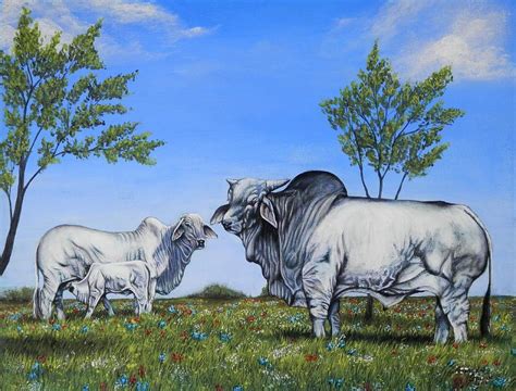 The brahman is an american breed of zebuine beef cattle. Brahman Cattle Painting by Amanda Hukill