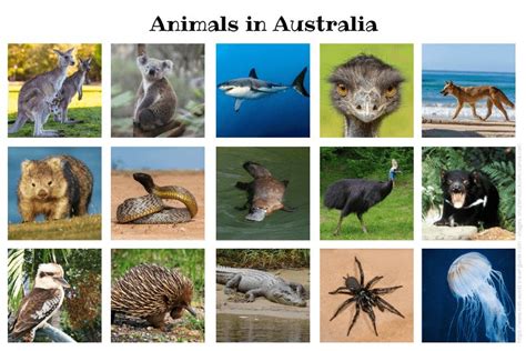 Animals In Australia Australian Animals You Should Know Wildlife 2022