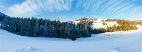 Panorama Of A Beautiful Winter Landscape Stock Image Image Of Pine