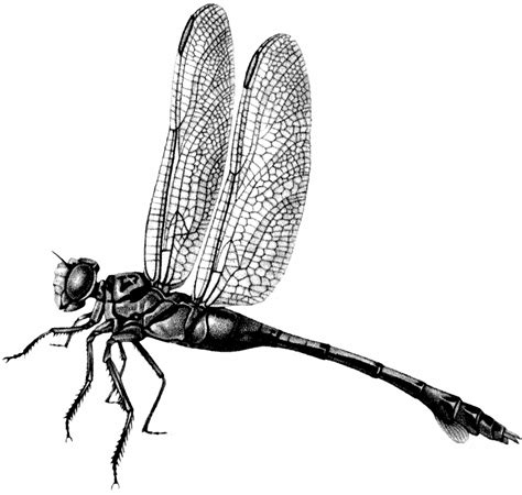 Vintage Dragonfly Image Black And White The Graphics Fairy