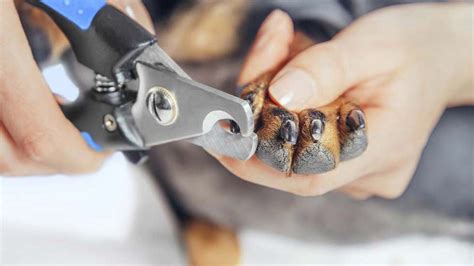 How to trim dark nails on a dog, or how to trim black nails on a dog. How to Clip Dog Nails that Are Black: The Best Way ...