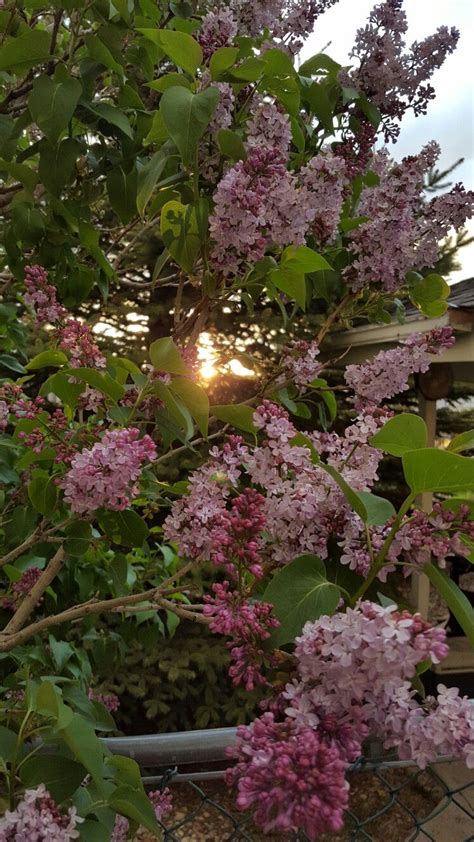 Lilacs And Sunset Çiçek