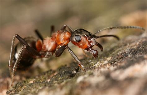 Sie sind winzig kleine krabbeltiere, die im. Rote Waldameise Foto & Bild | tiere, wildlife, insekten ...