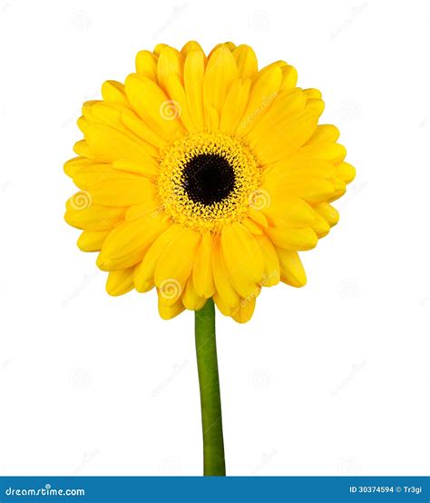 Yellow Gerbera Flower With Green Stem Isolated Stock Photo Image Of