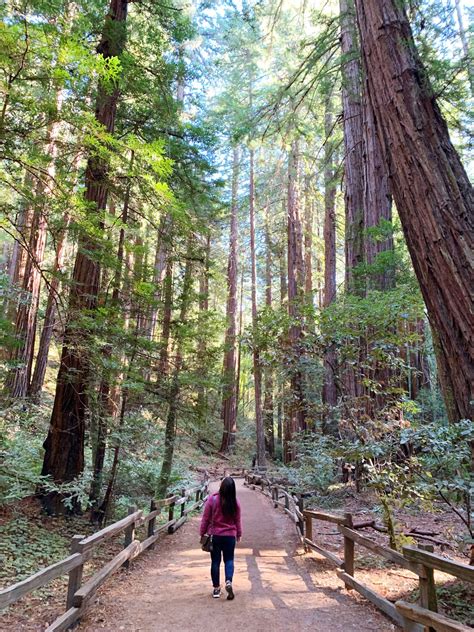 15 Best Places to See Redwoods Near San Francisco (plus Sequoias!)