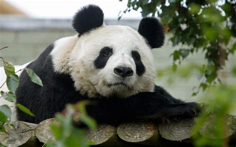Uks Only Female Giant Panda Will Not Give Birth This Year