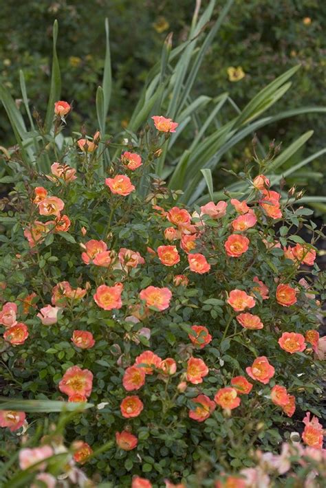 One of the most popular landscape roses out there is oso easy paprika! Oso Easy® Paprika - Rose - Rosa sp | Orange plant ...