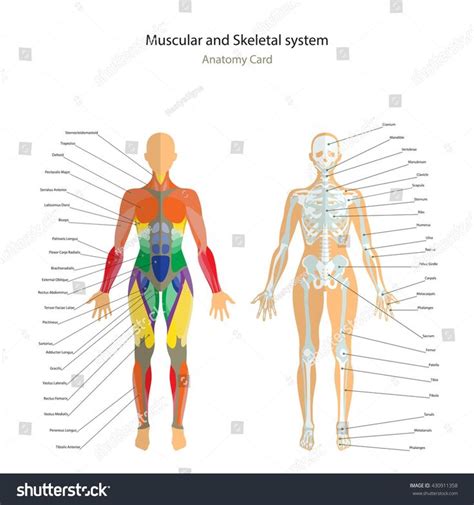 Female Muscles Diagram Female Skeleton Muscle Diagram