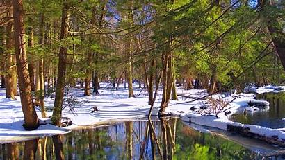 Forest State Delaware Snow Pennsylvania Lagoons Wallpapers