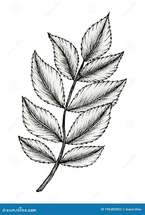 Vintage Leaf Drawing Isolated On White Ink Hand Drawn Botanical