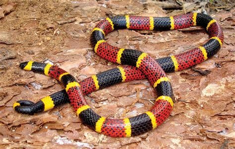 🔥 Venomous Snakes Are Often Misnomered As Poisonous The Red Necked