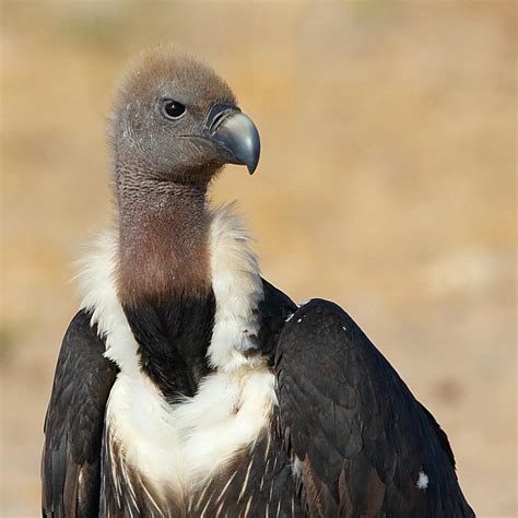 White Rumped Vulture Gyps Bengalensis