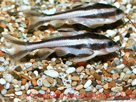 Ikan ini juga termasuk jenis ikan hias amat populer bagi para aquascaper. Jenis Jenis Ikan Catfish Atau Lele Hias - Ikan Hias Air ...