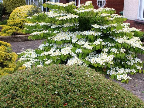 Viburnum Shrub Diy