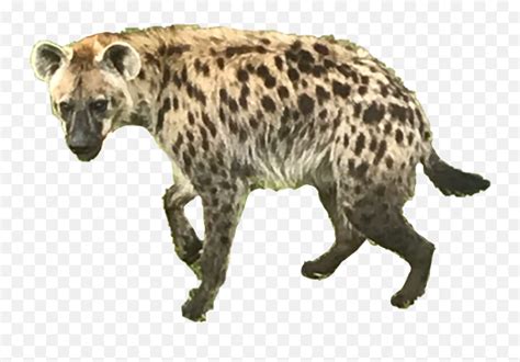 Animal Hyena Wild Wildlife Wildanimal Spotted Hyena Emojihyena Emoji