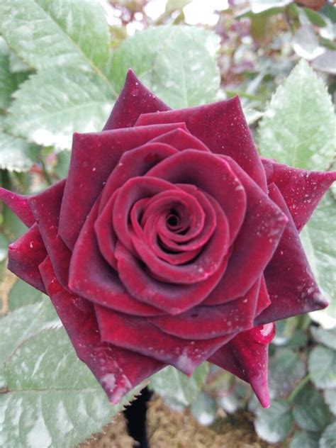 Eternity rose, boxed flowers, vancouver florist, vancouver flowers, eternity roses, roses vancouver, roses that last a year, birthday flowers, eternity flowers, boxed flowers, boxed roses, anniversary gift, preserved roses, flowers vancouver, valentines day, bday gift, gift for girlfriend, gf gifts, roses in nice box Red maroon roses | Rose, Preserved roses, Plants pictures