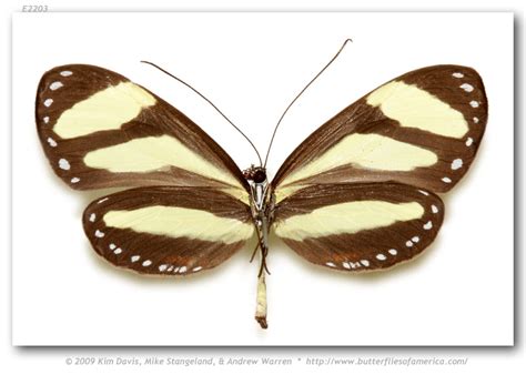 Aeria eurimedia agna (pinned specimens)