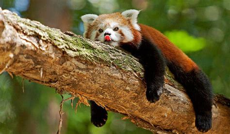 Panda Merah Berikut Fakta Fakta Mengenai Panda Merah Kaskus