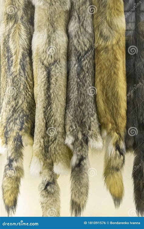 Close Up Of Set Wolf Skins Pattern Stock Photo Image Of Poacher