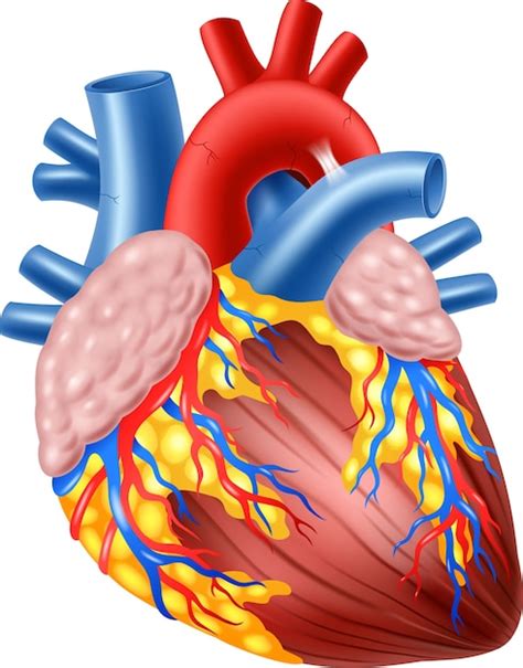 Premium Vector Illustration Of Human Hearth Anatomy