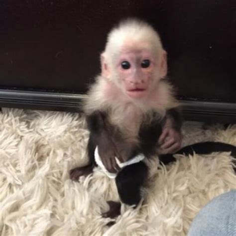 Best Female White Face Capuchin Monkey For Sale Canada Andusa