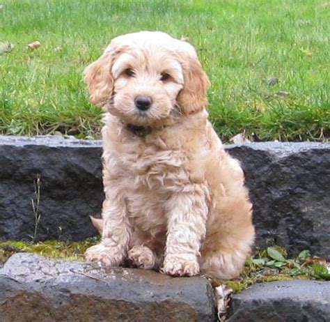 The term first appeared in 1955 but was not popularized until 1988, when a member of the royal. Miniature Labradoodle: History, Facts, Personality ...