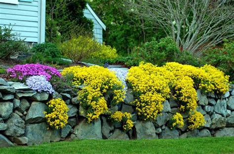 Perfect Plants For Rock Wall Landscapes ~ Bless My Weeds