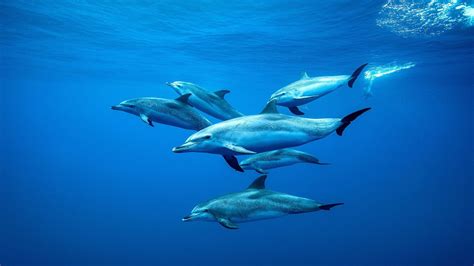 A Pod Of Dolphins Swimming