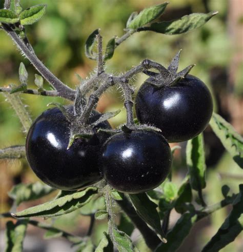 8 Osu Developed Tomatoes To Try Willamette Living Magazine